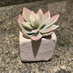 Crate & Barrel Small Succulent